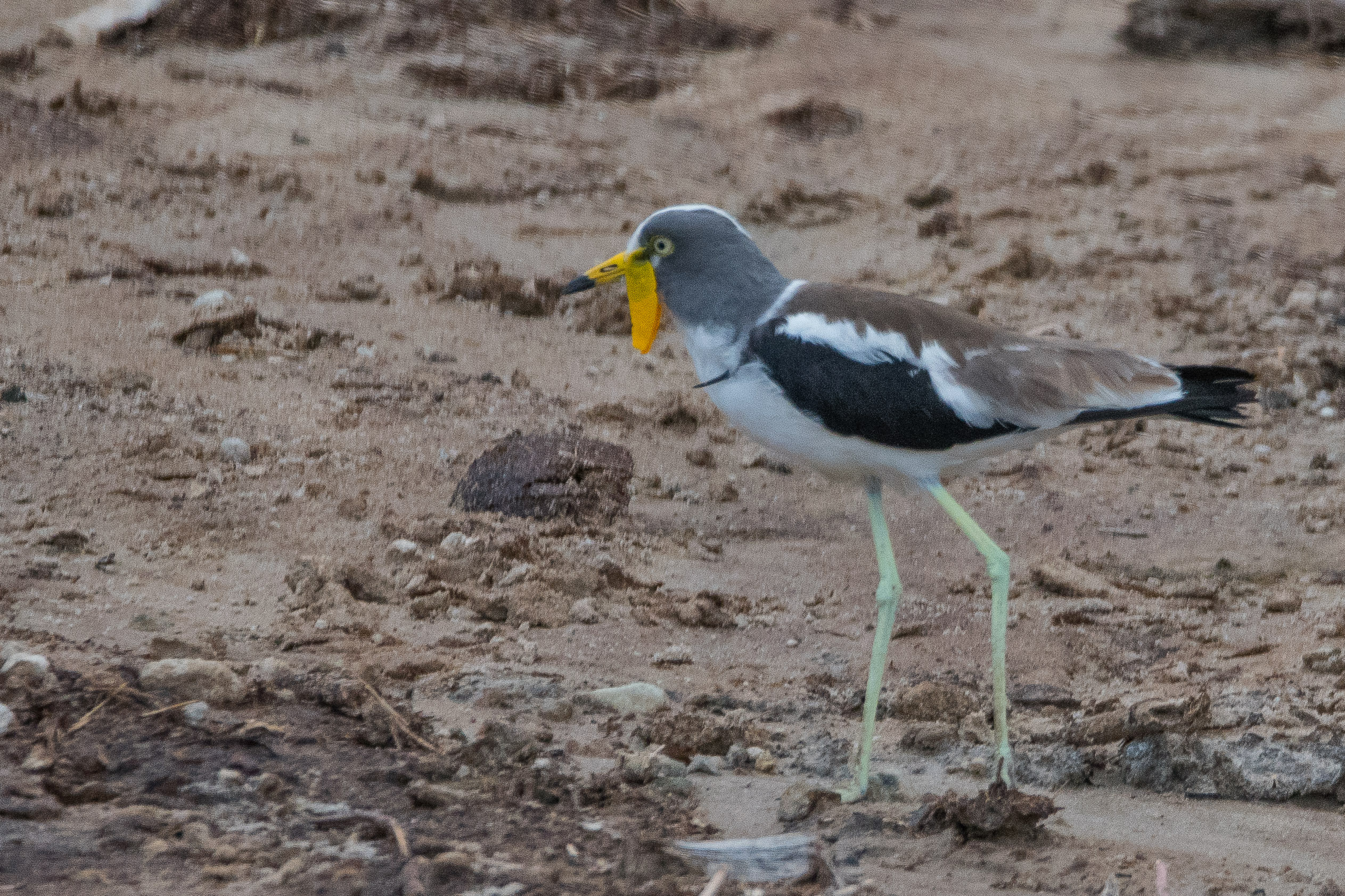 Vanneau à tête blanche adulte (White-crowned lapwing, Vanellus albiceps), Chobe National Park, Botswana.